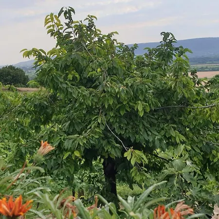 Szilva Es Dio Preshaz *