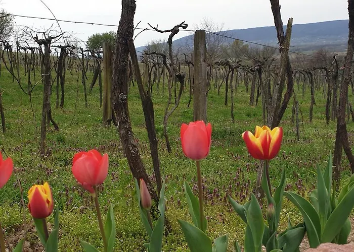 Szilva Es Dio Preshaz Raposka