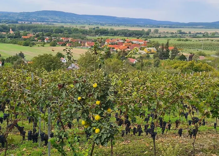 Szilva Es Dio Preshaz