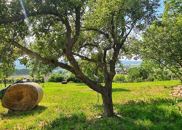 Szilva Es Dio Preshaz Raposka